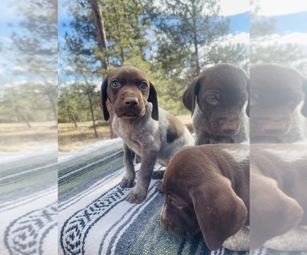 Medium Photo #20 German Shorthaired Pointer Puppy For Sale in WOODLAND PARK, CO, USA
