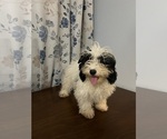 Small #22 Cavapoo-Poodle (Miniature) Mix