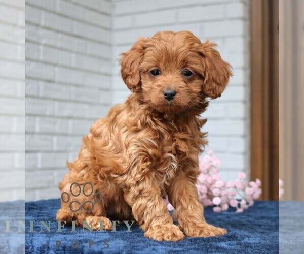 Medium Photo #3 Cavapoo (Miniature) Puppy For Sale in NARVON, PA, USA