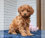 Small #2 Cavapoo (Miniature)