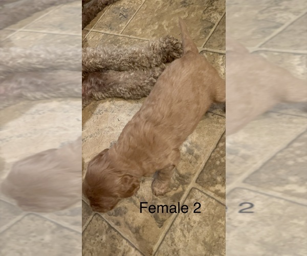 Medium Photo #3 Goldendoodle Puppy For Sale in SPARTANBURG, SC, USA