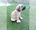 Small #9 Cane Corso