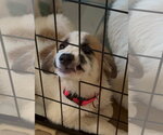Small #1 Great Pyrenees Mix