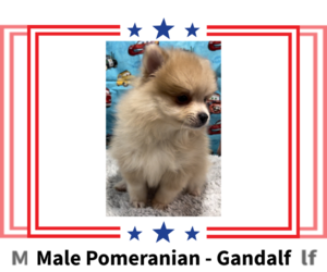 Pomeranian Puppy for sale in AZLE, TX, USA