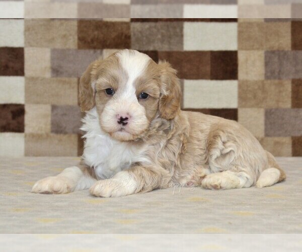 Medium Photo #2 Bernedoodle (Miniature)-Cavapoo (Miniature) Mix Puppy For Sale in DENVER, PA, USA