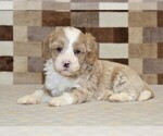 Small #1 Bernedoodle (Miniature)-Cavapoo (Miniature) Mix