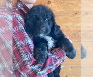 Newfoundland Puppy for Sale in LOVELL, Wyoming USA