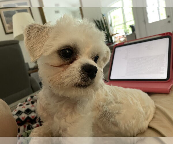 Medium Photo #2 Maltipoo (Miniature) Puppy For Sale in McDonough, GA, USA
