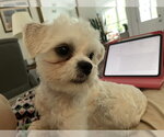 Small #1 Maltipoo (Miniature)