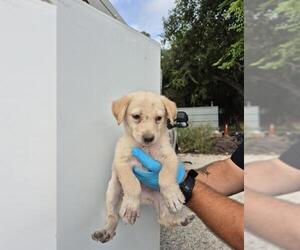 Labrador Retriever-Unknown Mix Dogs for adoption in San Antonio, TX, USA