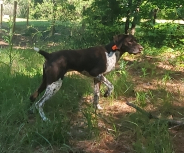 Medium Photo #7 German Shorthaired Pointer Puppy For Sale in BLUE SPRINGS, MS, USA
