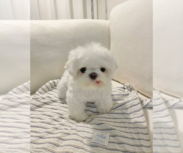 Medium Photo #1 Maltese Puppy For Sale in CLERMONT, FL, USA