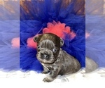 Small Photo #24 French Bulldog Puppy For Sale in MIMS, FL, USA