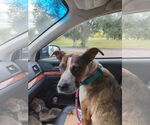 Small #1 American Pit Bull Terrier Mix