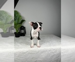 Small Photo #10 Boston Terrier Puppy For Sale in FRANKLIN, IN, USA