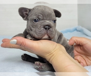 French Bulldog Puppy for sale in NEW YORK, NY, USA