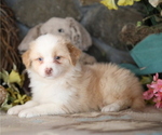 Small #1 Australian Shepherd