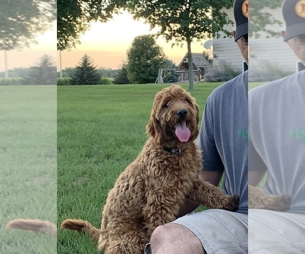 Medium Photo #1 Goldendoodle (Miniature) Puppy For Sale in HULL, IA, USA