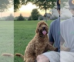 Small Photo #1 Goldendoodle (Miniature) Puppy For Sale in HULL, IA, USA