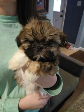 Medium Photo #1 Shih Tzu Puppy For Sale in WASHBURN, MO, USA