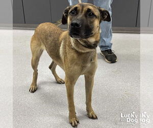 Mutt Dogs for adoption in Washington, DC, USA