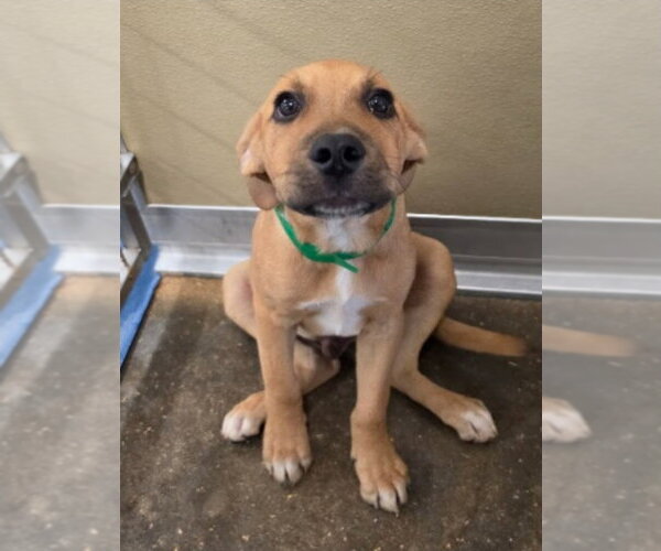 Medium Photo #2 Labrador Retriever-Unknown Mix Puppy For Sale in Lakewood, CO, USA