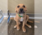 Small Photo #2 Labrador Retriever-Unknown Mix Puppy For Sale in Lakewood, CO, USA
