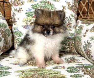 Pomeranian Puppy for sale in RED HOUSE, WV, USA