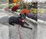 Small Labrador Retriever Mix