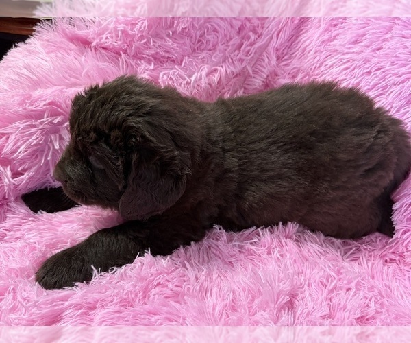 Medium Photo #4 Newfoundland Puppy For Sale in MARTINSBURG, WV, USA
