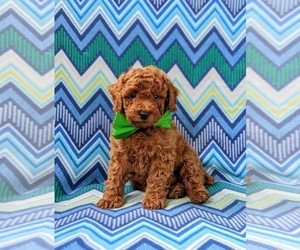 Medium Poodle (Miniature)