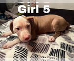 Small Photo #8 American Pit Bull Terrier Puppy For Sale in CHICAGO, IL, USA