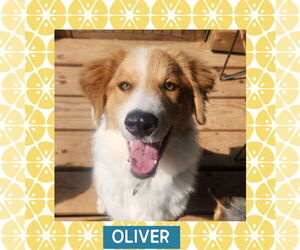 Great Pyrenees-Unknown Mix Dogs for adoption in Littleton, CO, USA