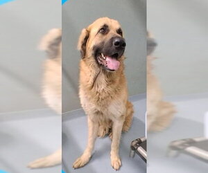 Bo - Coming Soon! - Male Anatolian Shepherd-Mastiff Mix Dog for Adoption - Photo #4