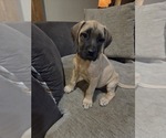 Small Photo #3 Mastiff Puppy For Sale in WALNUT COVE, NC, USA