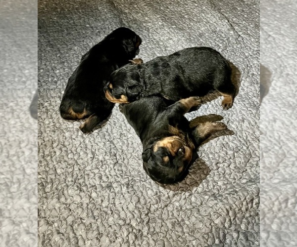 Medium Photo #2 Rottweiler Puppy For Sale in BULLS GAP, TN, USA
