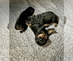 Small #1 Rottweiler