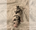 Small Photo #6 Great Dane Puppy For Sale in MARICOPA, AZ, USA