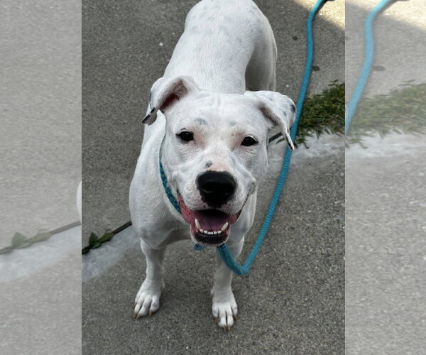 Medium Photo #1 Mutt Puppy For Sale in Rockaway, NJ, USA