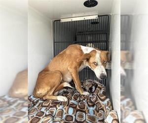 Labrador Retriever-Unknown Mix Dogs for adoption in Houston, TX, USA