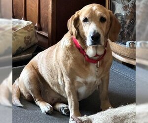 Basset Hound-Labrador Retriever Mix Dogs for adoption in Deepwater, NJ, USA