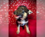 Small #3 Australian Kelpie Mix