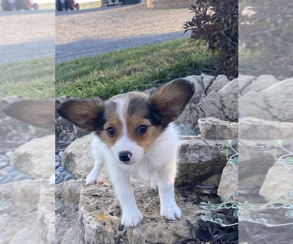 Medium Photo #3 Papillon Puppy For Sale in CANOGA, NY, USA