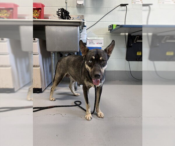 Medium Photo #1 Gerberian Shepsky Puppy For Sale in Corpus Christi, TX, USA