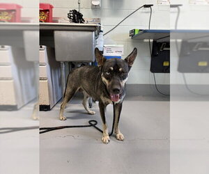 Gerberian Shepsky Dogs for adoption in Corpus Christi, TX, USA