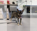 Small Gerberian Shepsky