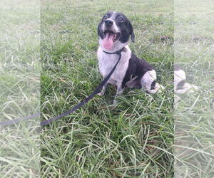 Bocker Dogs for adoption in Virginia Beach, VA, USA