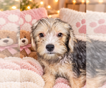 Image preview for Ad Listing. Nickname: Litter of 6