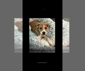 Tibetan Terrier Puppy for sale in DUNWOODY, GA, USA