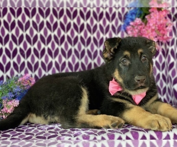 Medium Photo #4 German Shepherd Dog Puppy For Sale in CHRISTIANA, PA, USA